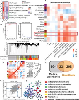 The landscape of mitophagy in sepsis reveals PHB1 as an NLRP3 inflammasome inhibitor